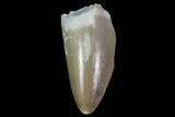 Serrated, Fossil Phytosaur Tooth - Arizona #88610-1